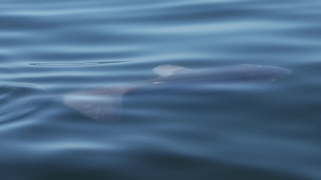 Ocean sunfish mola mola swimming close to the water surface, dorsal fin cutting through calm sea, unique giant fish seen from above, peaceful marine wildlife moment in clear blue ocean.