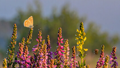 A butterfly near bright, dewdrop-covered wildflowers