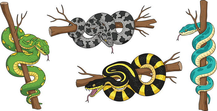 Realistic Snake Collection with Different Species Coiled on Tree Branches for Wildlife Illustration, Reptile Education and Nature Designs