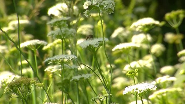 A close-up view of white wildflower umbels with a bee foraging