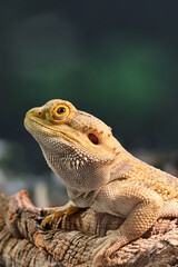 Obraz premium bearded dragbearded lizard grips a log, bright yellow-orange details on a soft bokeh green background 