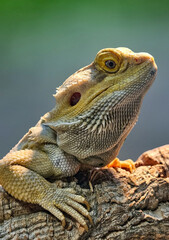 Fototapeta premium Bearded draearded dragon on wood, vivid orange-tan scales, spiky beard, sharp detail, blurred green background 