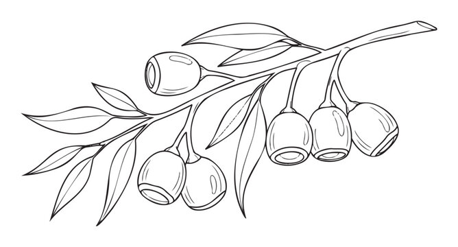 Botanical line drawing of eucalyptus gum nuts on a branch with leaves, perfect for natural history illustrations, educational materials, or coloring book pages.