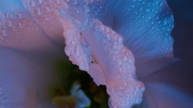 Vertical video. Flower water. Blossom texture. Blur blue neon color nature plant eustoma tropical drop on environmental abstract background.
