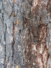 Obraz premium The bark of an old tree. Larch bark.