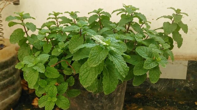Potted mint plant with lens flare at balcony garden. day time, pan shot, hand held shot, 4k.