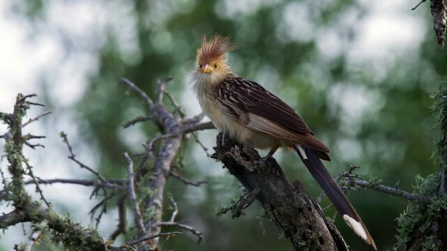 Pirincho (Guira guira) A charismatic and eccentric-looking cuckoo, perched on a branch and scratching himself
