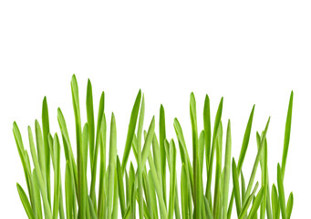 Fototapeta premium green grass close-up on white isolated background