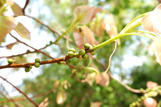 The developing green syconium of the Sacred Fig, showing the characteristic heart-shaped leaf in the background.