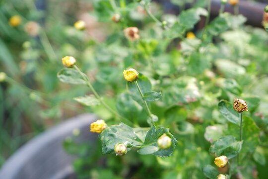 The yellow chrysanthemums are blooming.