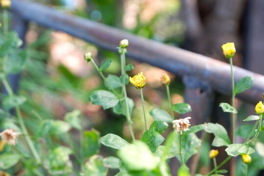 Close-up of a golden yellow Kek-huai or Chrysanthemum indicum