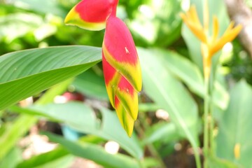 Obraz premium Close-up of the waxy, pendulous inflorescence of Heliconia rostrata, a centerpiece of tropical garden design.