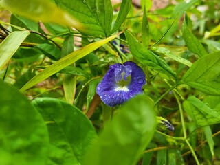 Beautiful blue flowers of Clitoria ternatea, commonly known as butterfly pea or Asian pigeonwings, blooming on a climbing vine.
