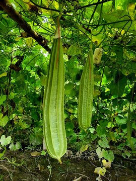 Ridge gourd fruits hanging from vines in a home garden. Also known as angled luffa or Chinese okra,