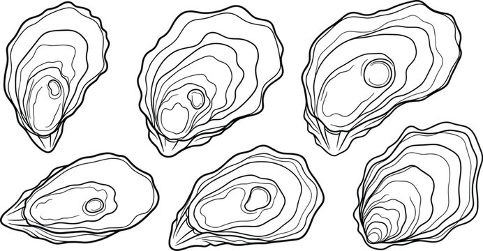 Various oysters depicted in detailed line drawings showcasing different shapes and sizes from a direct viewpoint