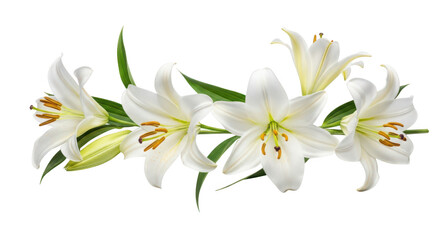 Obraz premium White lily flowers isolated on transparent background