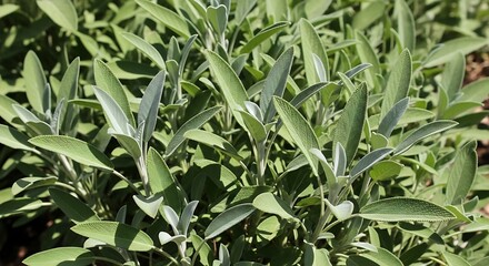 Fototapeta premium Fresh green grass and organic plant leaves grow in a lush garden field filled with natural herbs and vegetable bushes