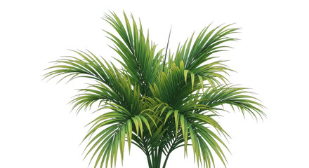 Obraz premium Palm tree isolated on transparent background with green leaves and stem