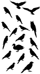 Obraz premium Midnight Aviary