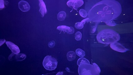 Jellyfish in water © Samantha