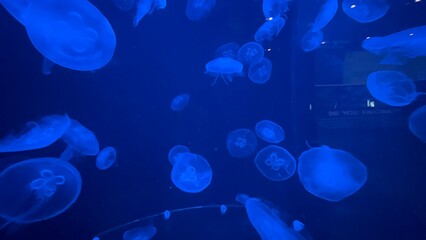 jellyfish under water © Samantha