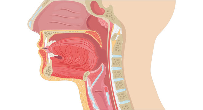 Anatomical illustration of the human head and neck in sagittal view, detailing internal structures of the oral cavity, pharynx, and larynx for educational purposes