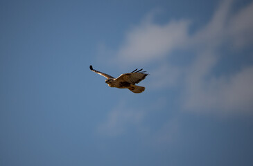 Obraz premium The Long-legged Buzzard is resident in north Africa, the Arabian Peninsula, south-east Europe, the Middle East and central Asia.