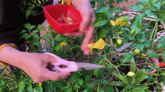 harvesting chili fruit, Capsicum annuum L