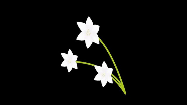 Three White Stylized Flowers Illustration Black Background