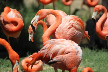 Flamingos and Birds