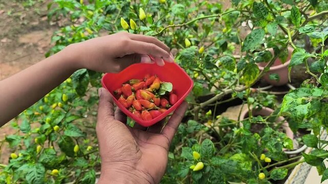 harvesting chili fruit, Capsicum annuum L