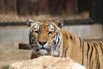 Up close of Tiger in the zoo