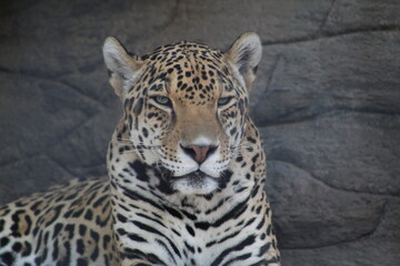 Naklejka premium Up close of leopard in zoo