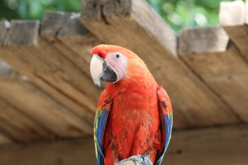 Red and yellow macaw © Samantha