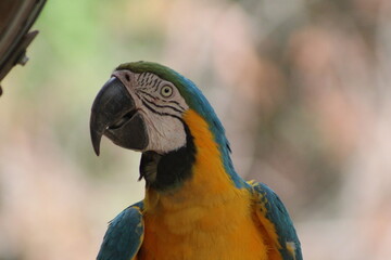 Up close blue and yellow macaw © Samantha