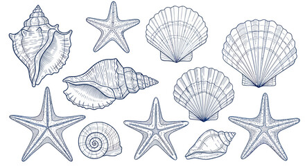 Collection of Hand-Drawn Seashells and Starfish Illustrations © afgan