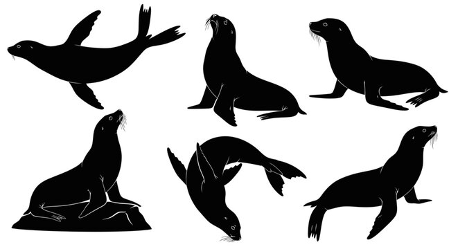 Diverse Sea Lion Poses Silhouette Collection