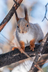 Obraz premium Portrait of a squirrel on a tree trunk