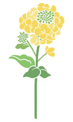 Vector illustration of rapeseed flowers (nanohana) | Spring flower art