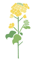 Vector illustration of rapeseed flowers (nanohana) | Spring flower art