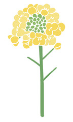 Vector illustration of rapeseed flowers (nanohana) | Spring flower art