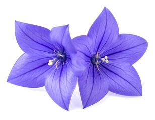 Close-up of two vibrant, star-shaped, purple flowers with intricate details against a plain white background