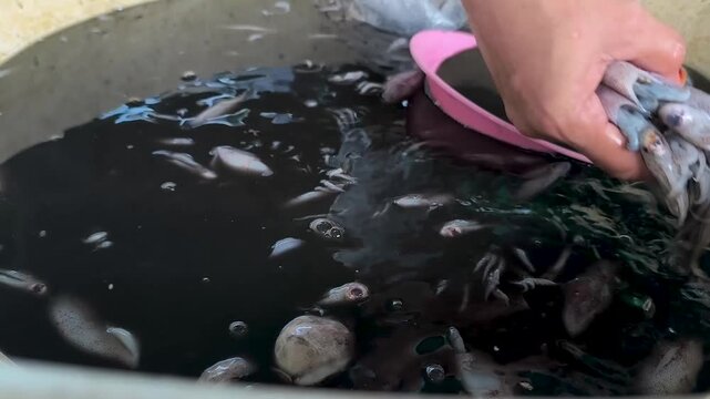 the process of processing fresh squid in a large container filled with black ink, euthida