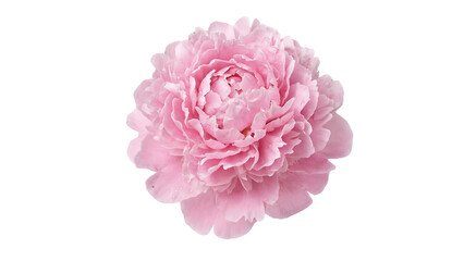 Pink peony and carnation flowers isolated on white background with soft petals and natural beauty