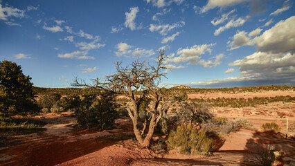 Weathered Juniper Tree on High Desert Plateau
