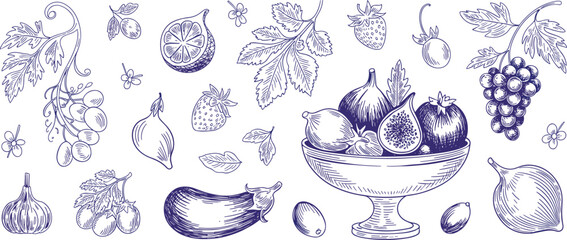 Vintage hand drawn fruit and vegetable illustration set, purple engraving style botanical food collection with grapes, figs, eggplant and citrus