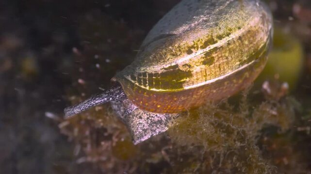 Close-up underwater view of a cone snail with its siphon extended, exploring the seabed