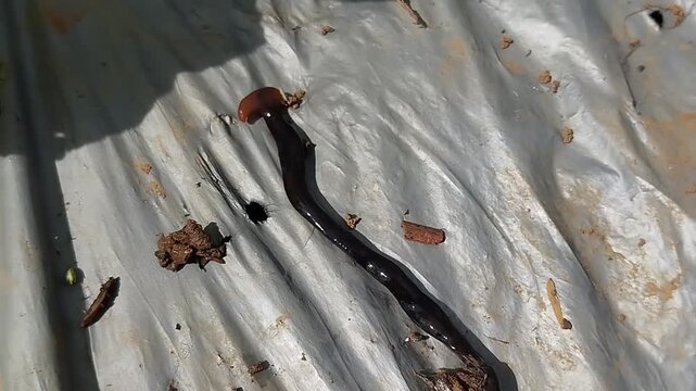 Hammerhead worm, which is most likely a species of Platydemus manokwari or a species of the genus Bipalium.