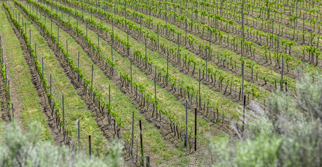 Young green grape vines growing on agricultural farmland. Green rows of vineyards British Columbia