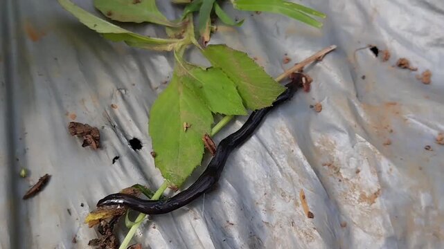 Hammerhead worm, which is most likely a species of Platydemus manokwari or a species of the genus Bipalium.